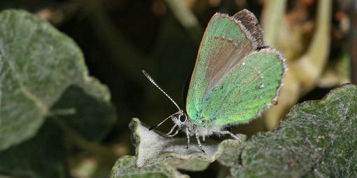 a colorful winged insect stands on a bright green plant