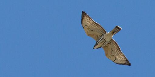 A white and brown Broad-winged Hawk soars against a blue sky.