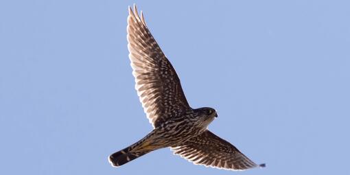 A brown-colored Merlin flying wings spread against a pale blue sky