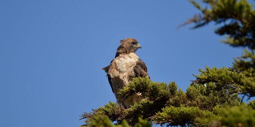 A brownish Red-tailed hawk perches on green evergreen branches with a blue sky background.