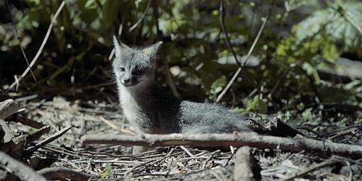 Gray Fox Pups at Muir Woods