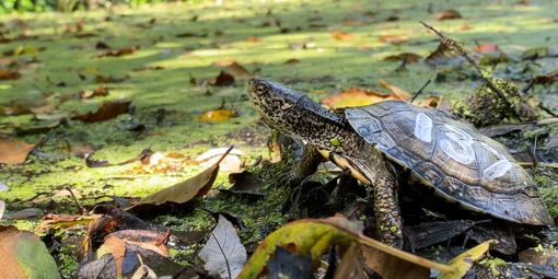 Western Pond Turtle Release