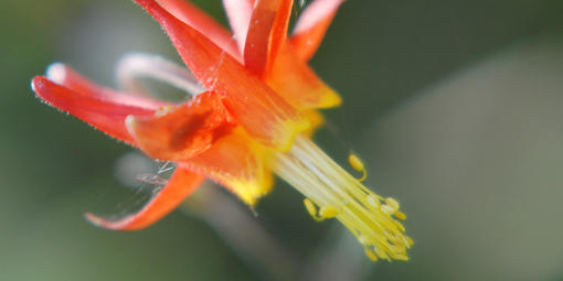 Flower with red tubular petals and yellow flower parts