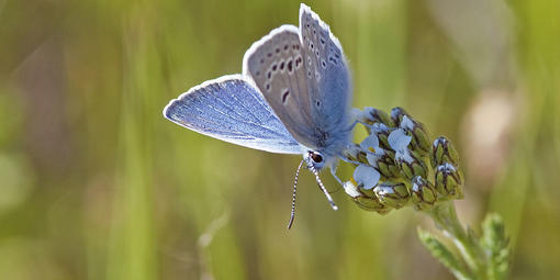 Small blue butterfly with two rows of white-rimmed black dots on the underside of its wings.