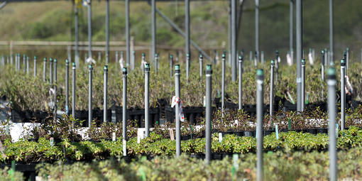 Nursery program at Oceana High School in Pacifica