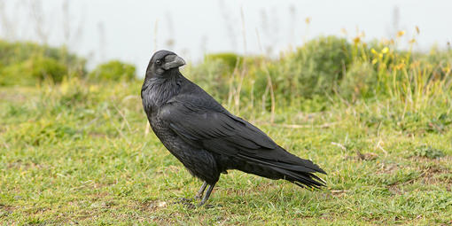 raven