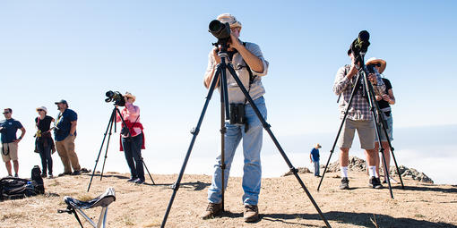 Hawk watch