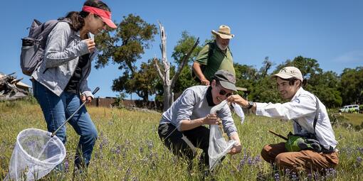 Four volunteers catching bumbles bees with nets in an open field.