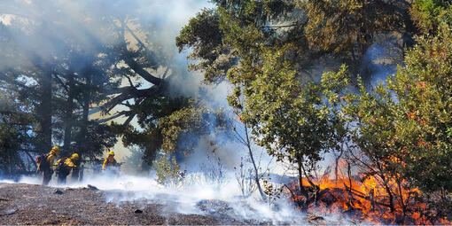 Prescribed burn on Mt. Tamalpais