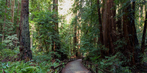 Flat easy trails loop through the groves at Muir Woods National Monument.