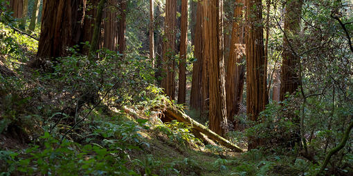 Muir Woods