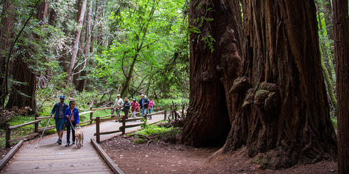 Muir Woods boardwalk