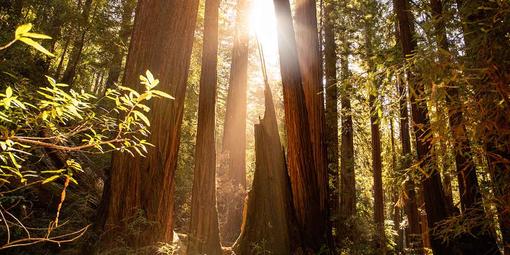 Redwood trees at Muir Woods