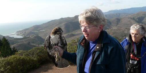 Marion Weeks holds a juvenile Red-tailed Hawk for radiotelemetry