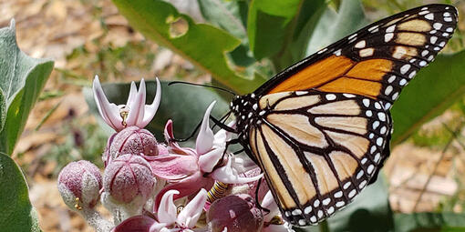 Orange, black and white monarch butterfly seen landing on purple milkweed flowers.