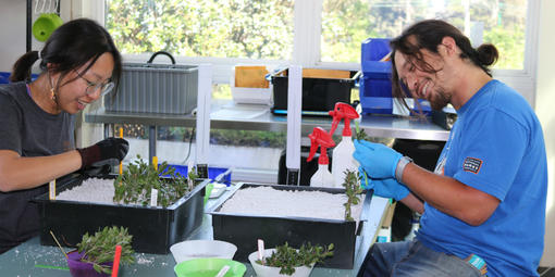 Volunteers work with manzanita cuttings