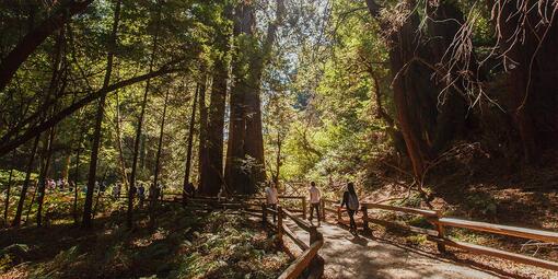 Visitors at the Muir Woods National Monument.