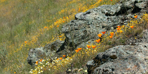 Groups of serpentinite rocks lay among grass and flowers on a hill 