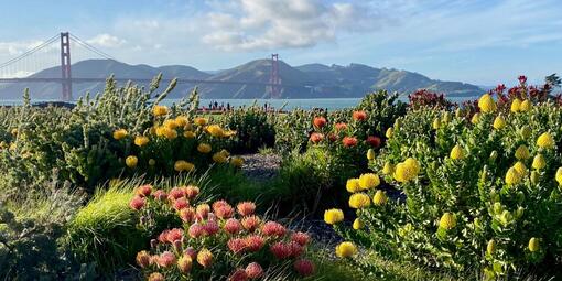 Beautiful plants bloom at Presidio Tunnel Tops with a view of the Golden Gate Bridge.