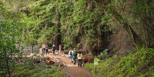 A group of hikers on a trail at Roy's Redwoods