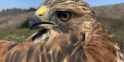 A Red-shouldered Hawk with brown and reddish-brown feathers looking over its shoulder, against a blue sky.