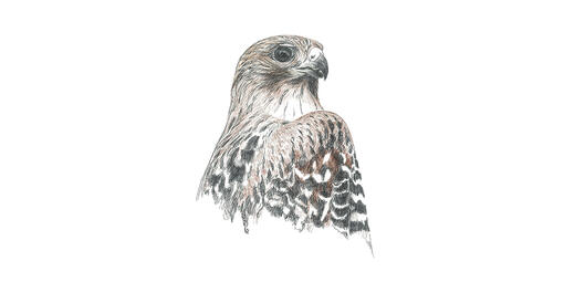 Red-shouldered Hawk Illustration by Siobhan Ruck