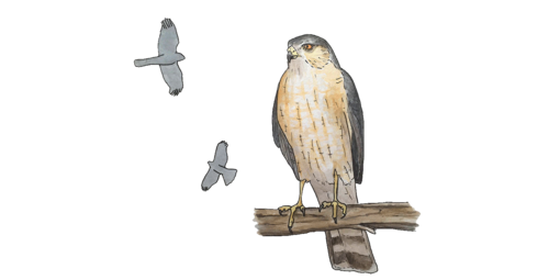 Sharp-shinned Hawk Illustration by Lora Roame