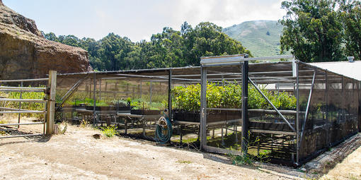 Tennesee Vallery Nursery