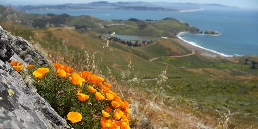 Poppies overlooking Fort Cronkhite and Rodeo Beach