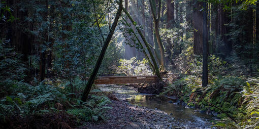 Bridge in Muir Woods Forest