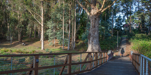 Visitor Strolling Through MacArthur Meadow