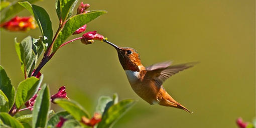 Allen's Hummingbird