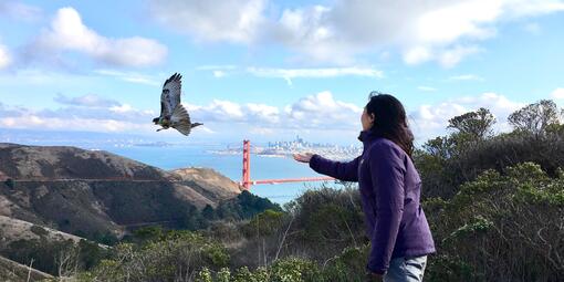 A woman in a purple coat stands at the right of the photo with arm extended. A brown & cream hawk flies with wings extended on left. Background is a partly cloudy sky with the Golden Gate bridge and San Francisco Bay, and in the foreground green shrubs