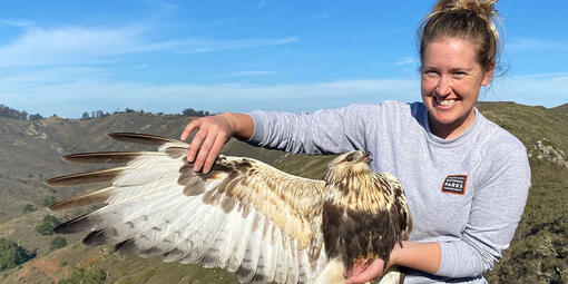 Banding Manager, Teresa Ely, holding a Rough-legged Hawk