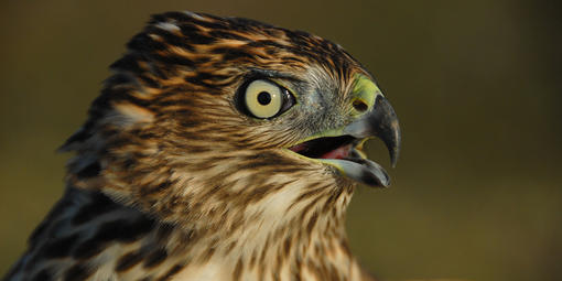 Cooper's Hawk