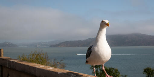 Western Gull Strolling on Alcatraz