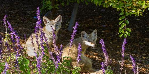 Two coyotes