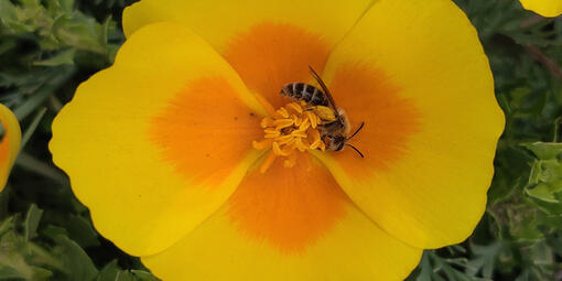 Abbotts Lagoon Bee SLeonGuerrero