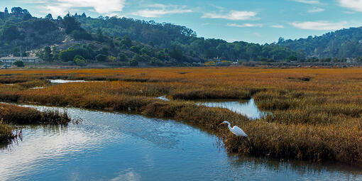 Great Egret in Bothin Marsh