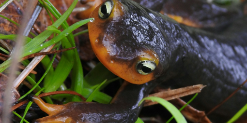 California Newt