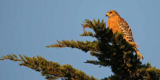 Red-Shouldered Hawk sitting in a tree