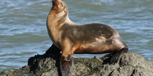 Sea lion sunning itself near Point Reyes