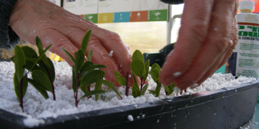 Growing Plants from Cuttings, Nursery Series, Park Academy