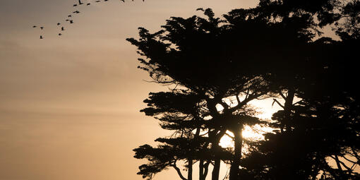 Sunset through the Cypress trees at Lands End