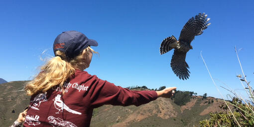 Volunteer Releasing Hawk