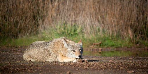 Coyote in the Marin Headlands