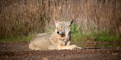 Coyote Resting in Marin Headlands