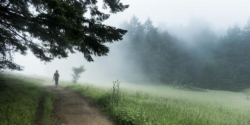 Foggy trail on Mt. Tam