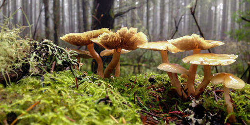 Smoky-gilled hypholoma mushroom
