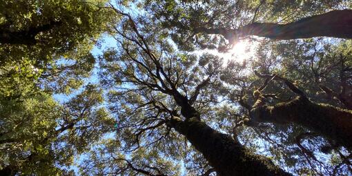 Tree canopy showing gaps that let light in.